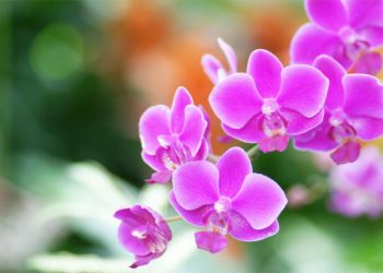 2019년 난초 페스티벌