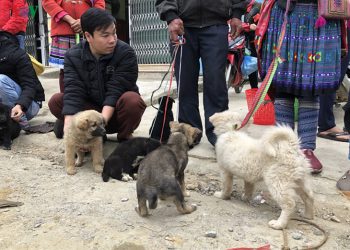 박하 (Bắc Hà) 전통 시장에서 몽족 특산견 찾기
