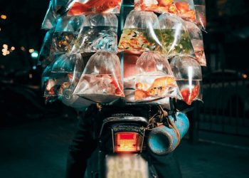 세계적인 사진 컨테스트 대상