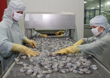 베트남, 새우 수출 시장 회복