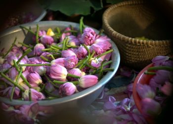 연꽃향차 즐기는 방법