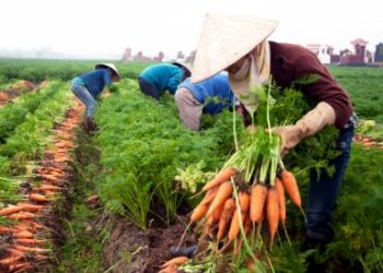 베트남 당근 한국 수출