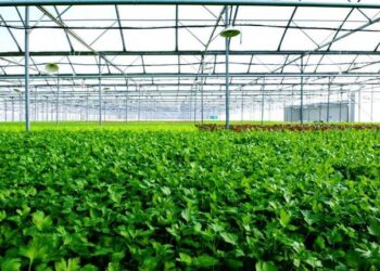 베트남 지속가능한 녹색 농업 발전