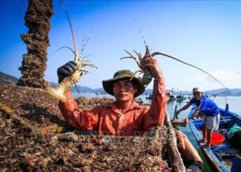 베트남 랍스터 중국 수츨 33배 증가